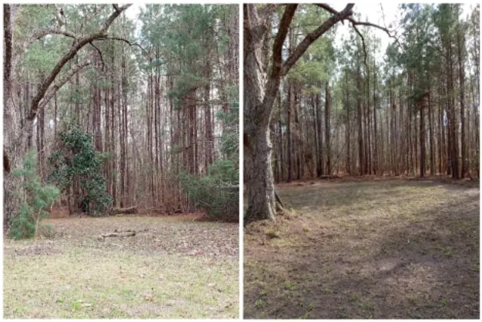 Local landscaping services in Clyo, GA - Absolute Brush Cutting and Beautification