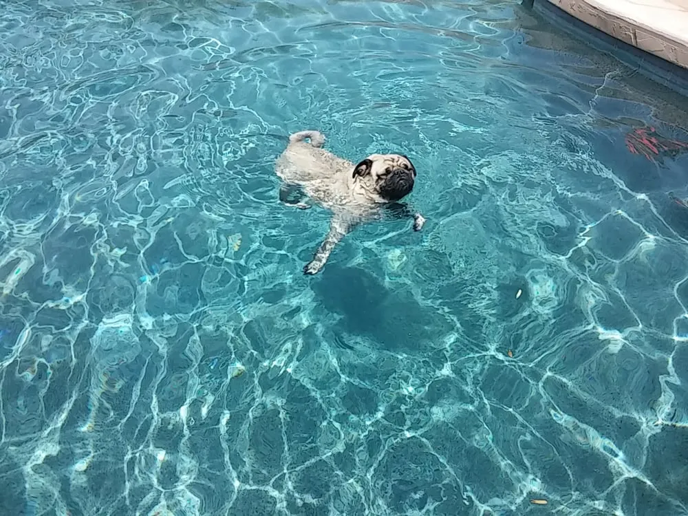 Top-rated landscape design experts serving Chandler, AZ - Absolute Designs Landscape