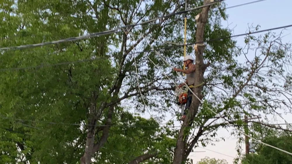 Professional yard maintenance with custom design across San Antonio, TX - Absolute Fencing & Lawncare