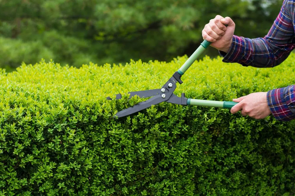 Local landscape design experts serving San Antonio, TX - Absolute Fencing & Lawncare