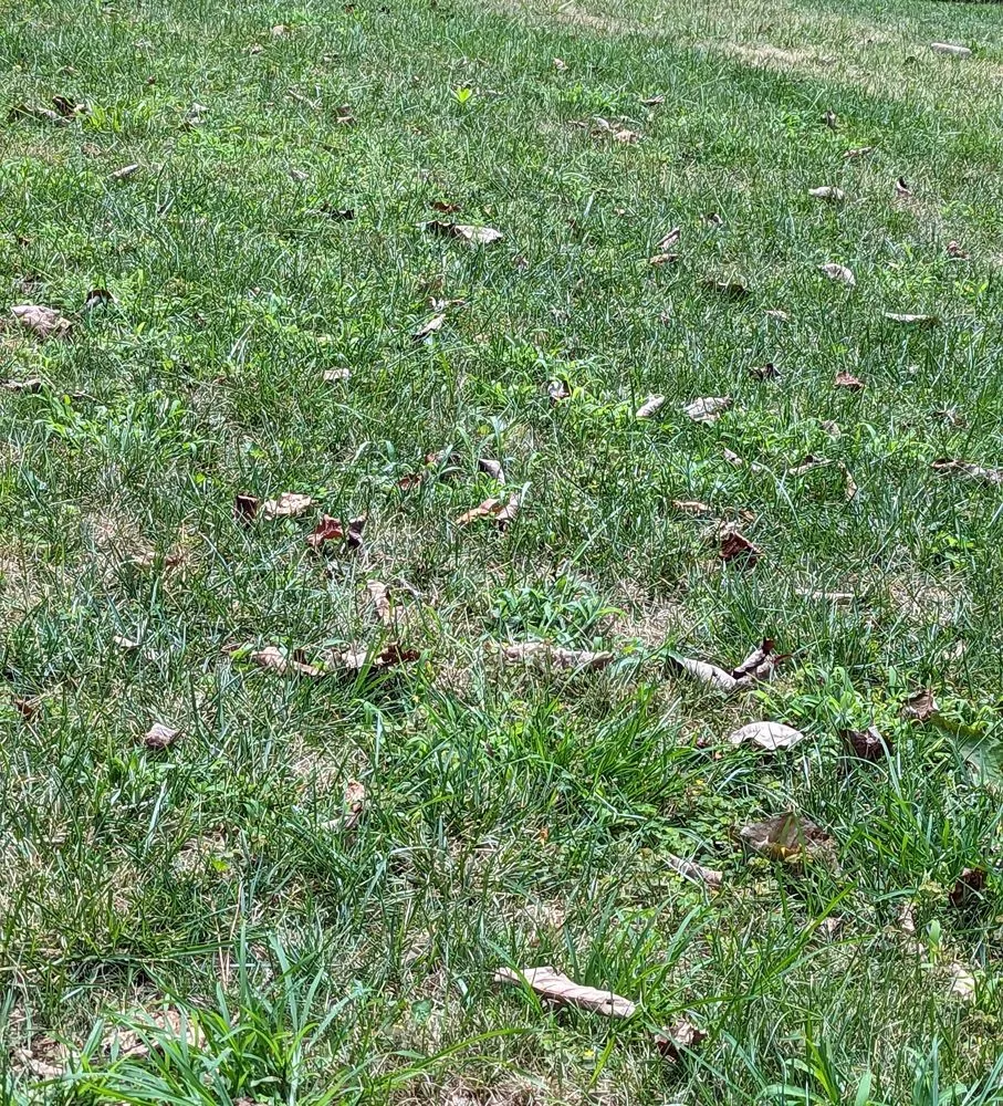 Top-rated lawn care service experts serving Buford, GA - Absolute Green Lawn Care