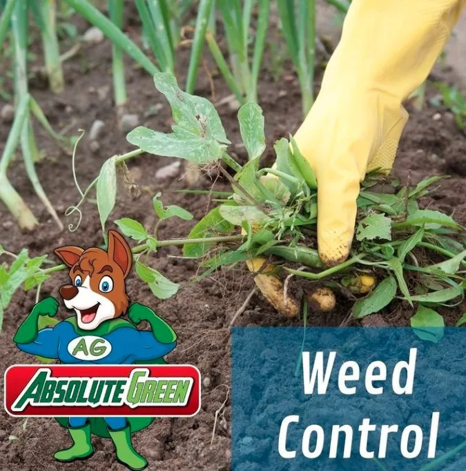 Top-rated garden landscaping experts serving Buford, GA - Absolute Green Lawn Care