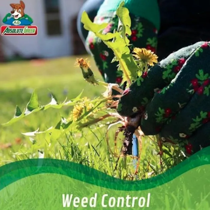 Affordable outdoor landscaping in Buford, GA by Absolute Green Lawn Care