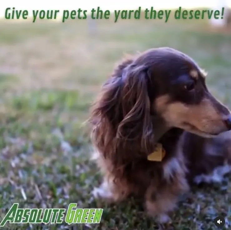 Local lawn care service experts serving Buford, GA - Absolute Green Lawn Care