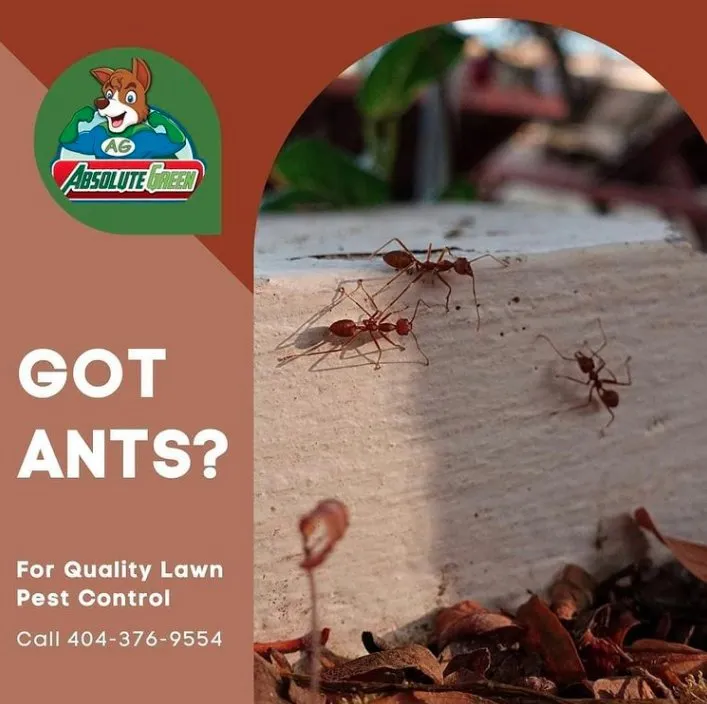 Expert lawn mowing service experts serving Buford, GA - Absolute Green Lawn Care