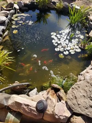 Absolute Landscaping and Pond Maintenance
