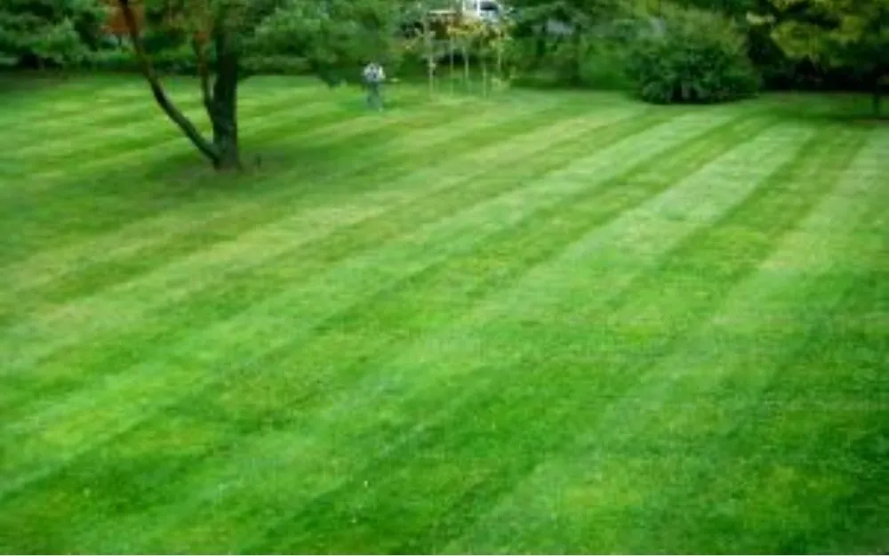 Local yard maintenance near you across Essex, MD - Absolute Landscaping