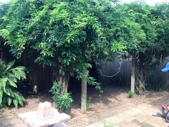 Top-rated garden landscaping in New Orleans, LA - Absolute Landscaping