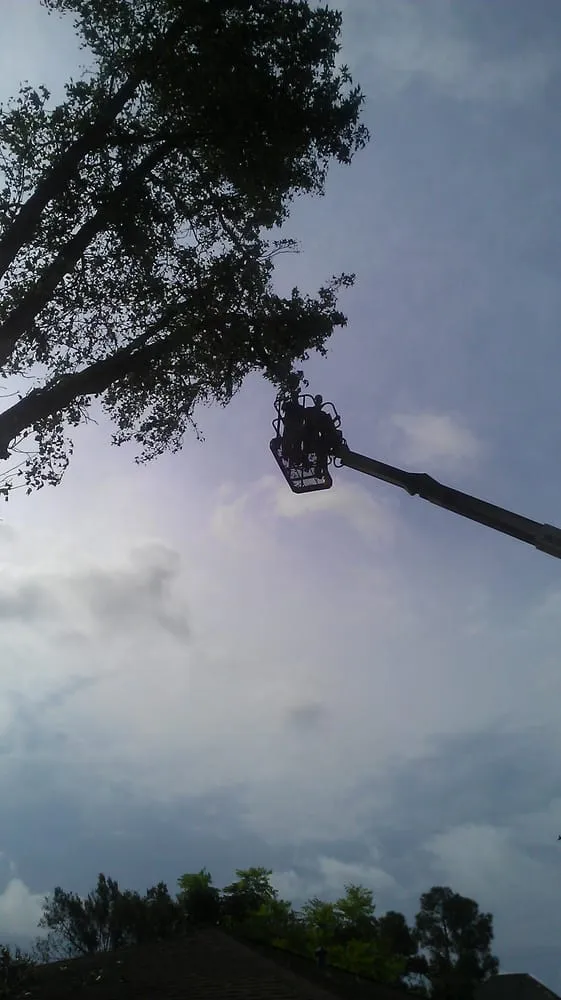 Trusted yard maintenance in New Orleans, LA - Absolute Landscaping