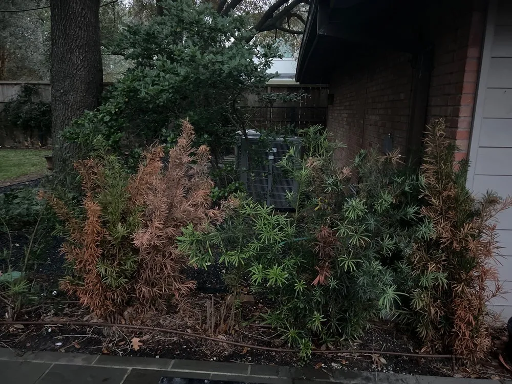 Professional lawn care service in Houston, TX by Absolute Lawn Care and Landscaping