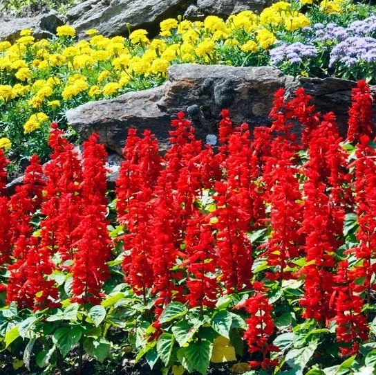 Custom landscaping services near you in Selah, WA by Absolute Lawn Care Service