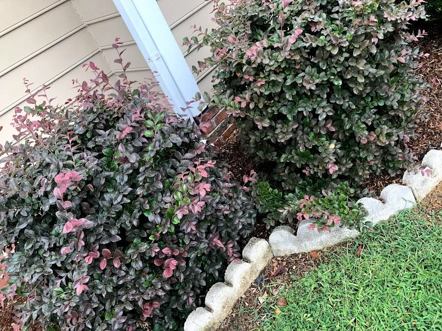 Expert residential landscaping in Benson, NC by Absolute Lawns Landscaping