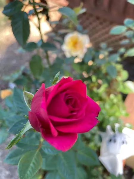 Trusted yard maintenance for year-round maintenance across Benson, NC - Absolute Lawns Landscaping