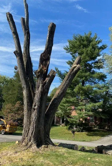 Top-rated outdoor landscaping with custom design in Crestwood, KY by Absolute Stump Grinding