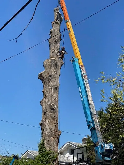 Top-rated yard cleanup service in Crestwood, KY - Absolute Stump Grinding