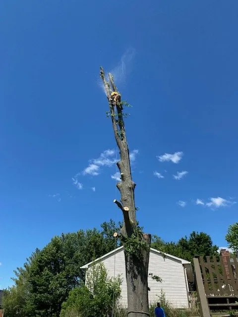 Reliable yard maintenance in Crestwood, KY - Absolute Stump Grinding