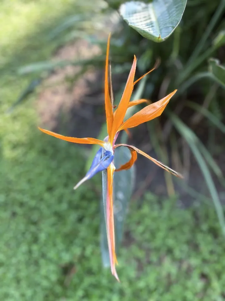 Custom lawn mowing service experts serving Lake Helen, FL - Absolute TLC Nursery & Landscaping