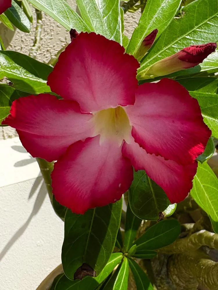 Professional lawn care service for homes in Lake Helen, FL by Absolute TLC Nursery & Landscaping