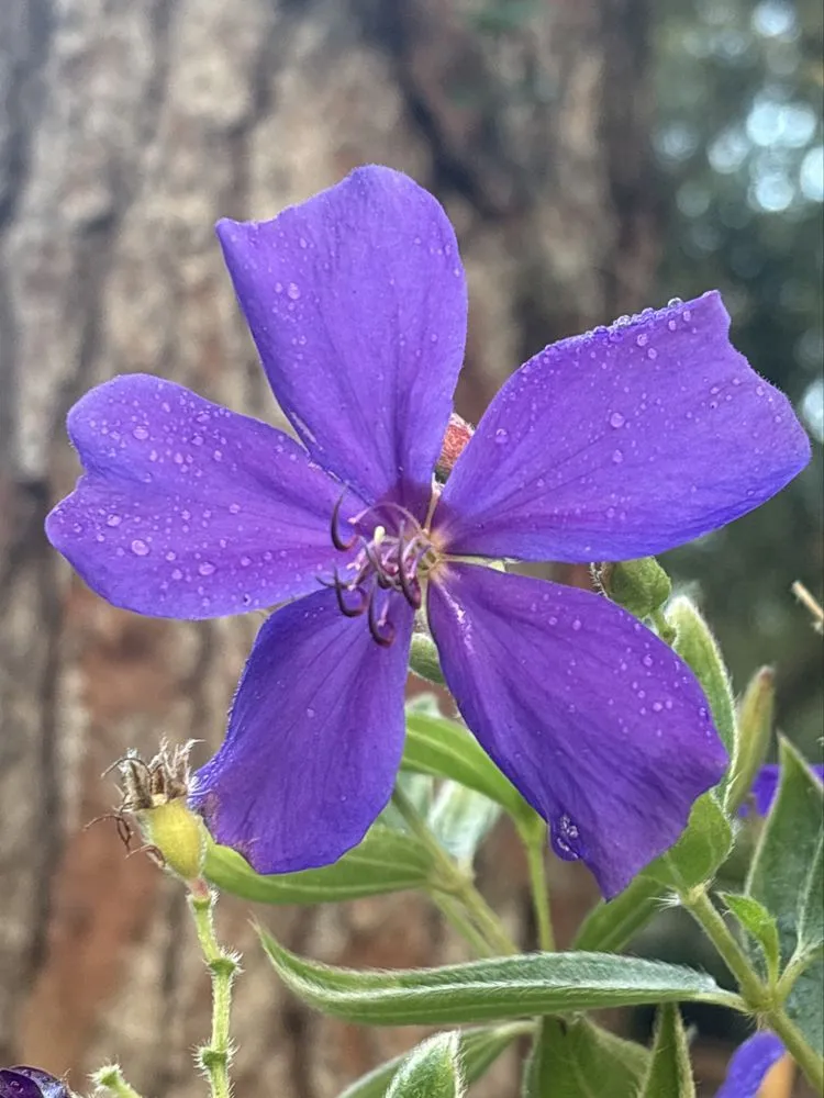 Local yard maintenance for residential properties across Lake Helen, FL - Absolute TLC Nursery & Landscaping