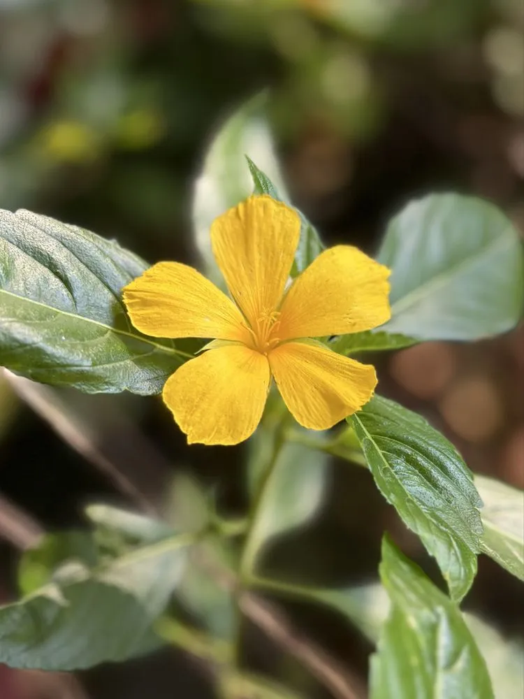 Expert residential landscaping for outdoor upgrades across Lake Helen, FL - Absolute TLC Nursery & Landscaping