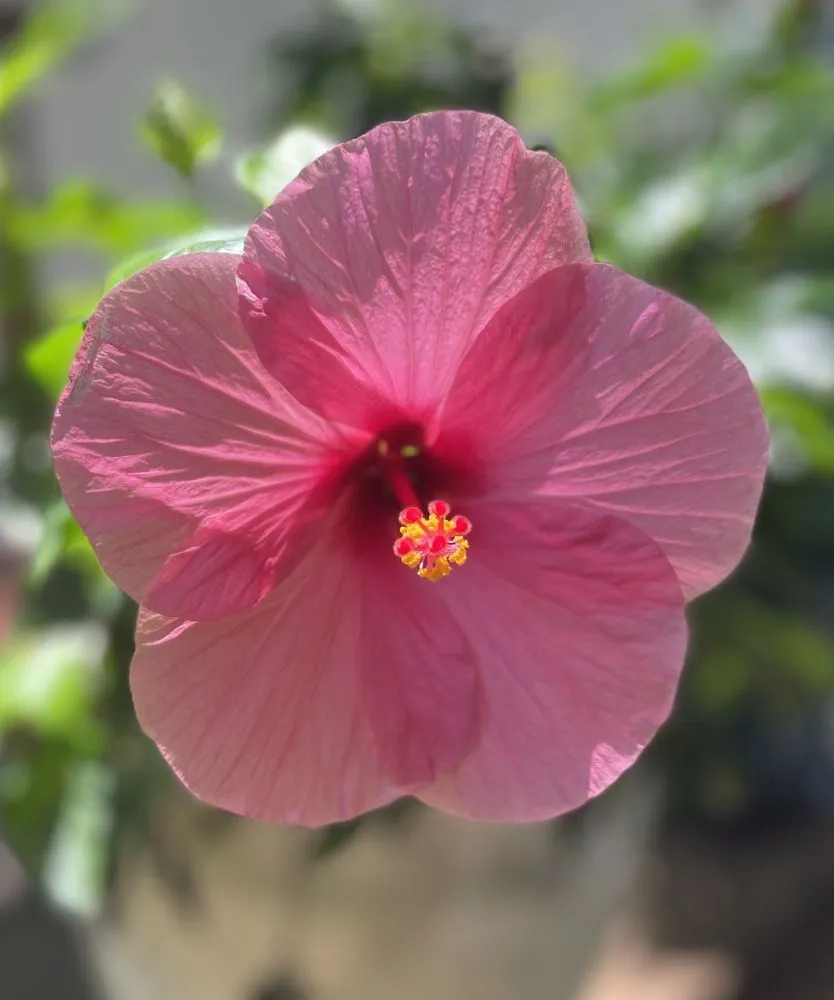 Custom landscape installation for beautiful yards across Lake Helen, FL - Absolute TLC Nursery & Landscaping