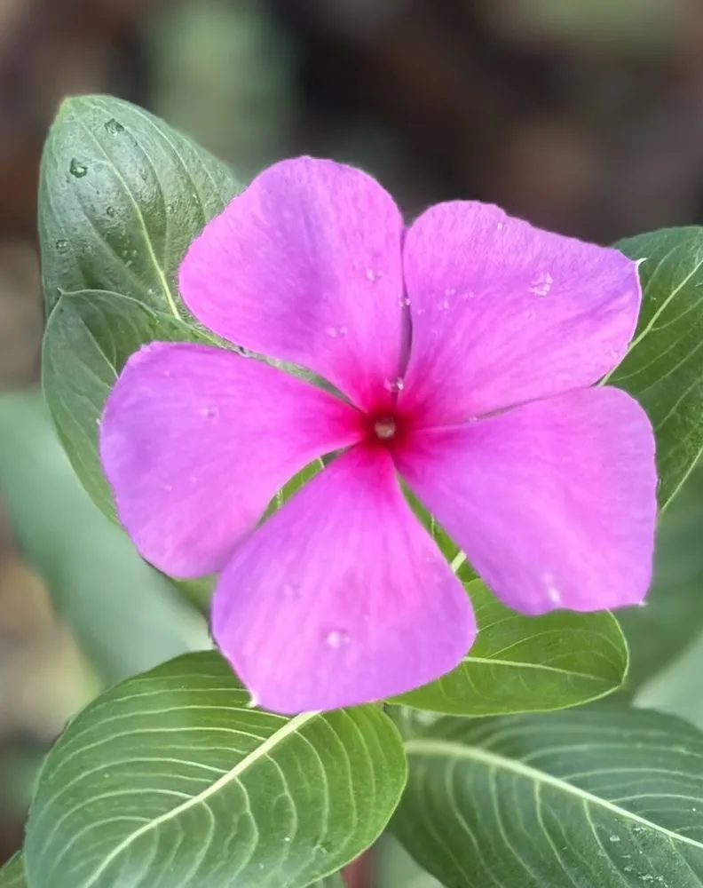 Reliable lawn mowing service in Lake Helen, FL - Absolute TLC Nursery & Landscaping