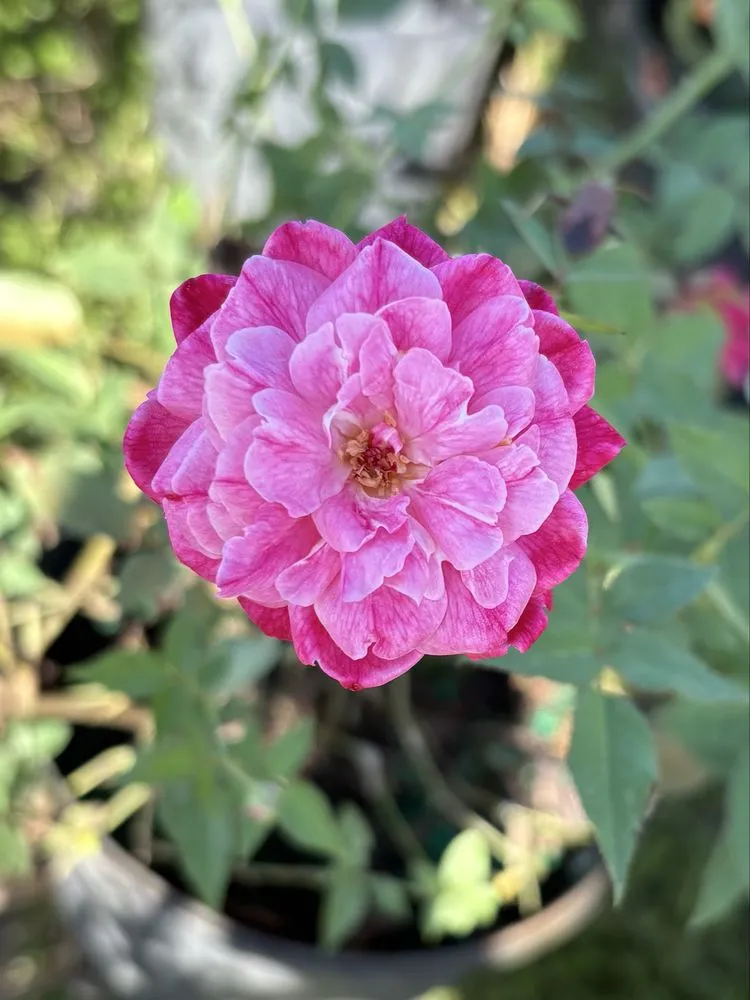 Top-rated outdoor landscaping in Lake Helen, FL - Absolute TLC Nursery & Landscaping