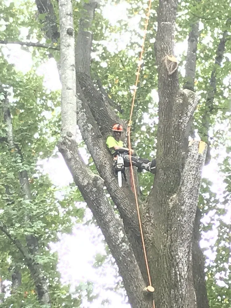Professional landscaping services in Fort Meyers, FL - Absolute Tree Care