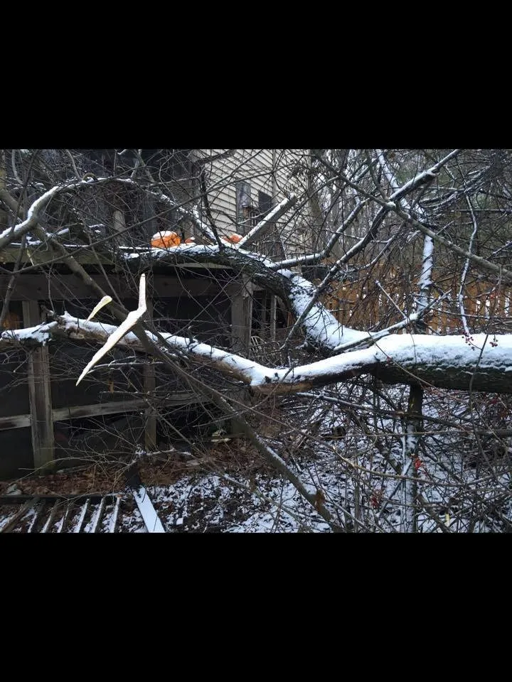 Top-rated garden landscaping near you in Palatine, IL by Absolute Tree Solutions