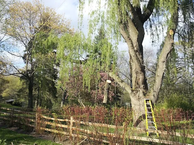 Custom landscape design in Palatine, IL by Absolute Tree Solutions