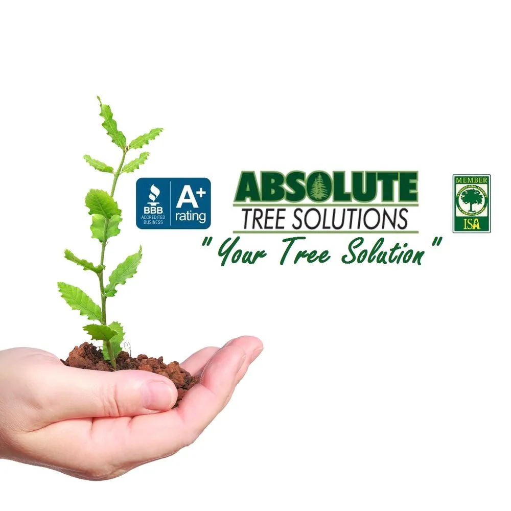 Local residential landscaping experts serving Palatine, IL - Absolute Tree Solutions