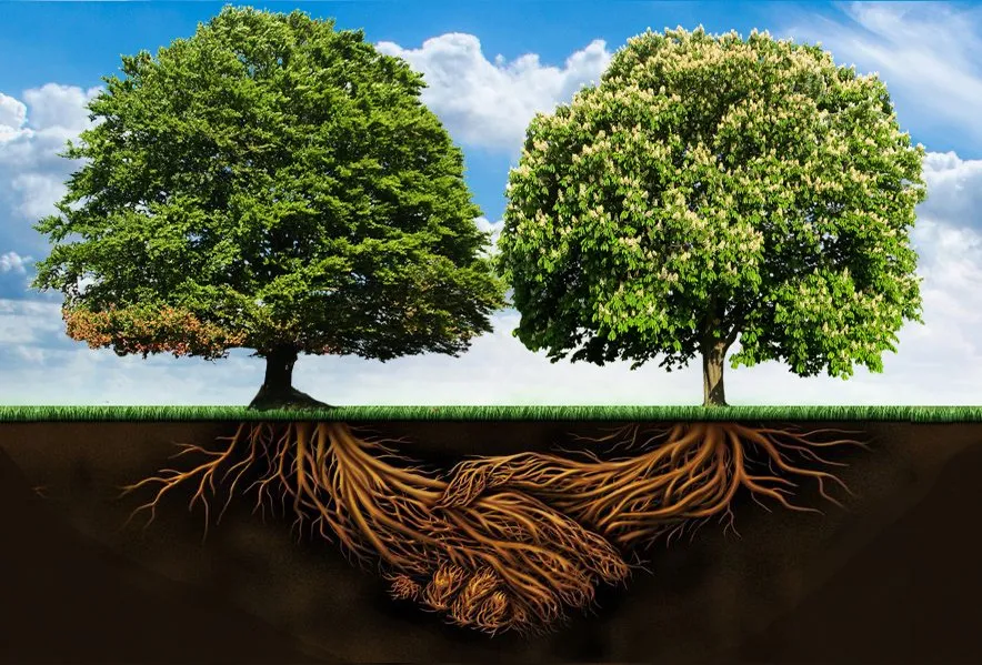 Affordable landscape design for year-round maintenance across Palatine, IL - Absolute Tree Solutions