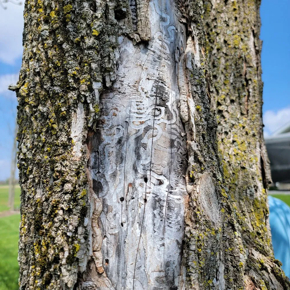 Local lawn mowing service in Palmyra, NY by Absolute Turf, Tree and Property Maintenance