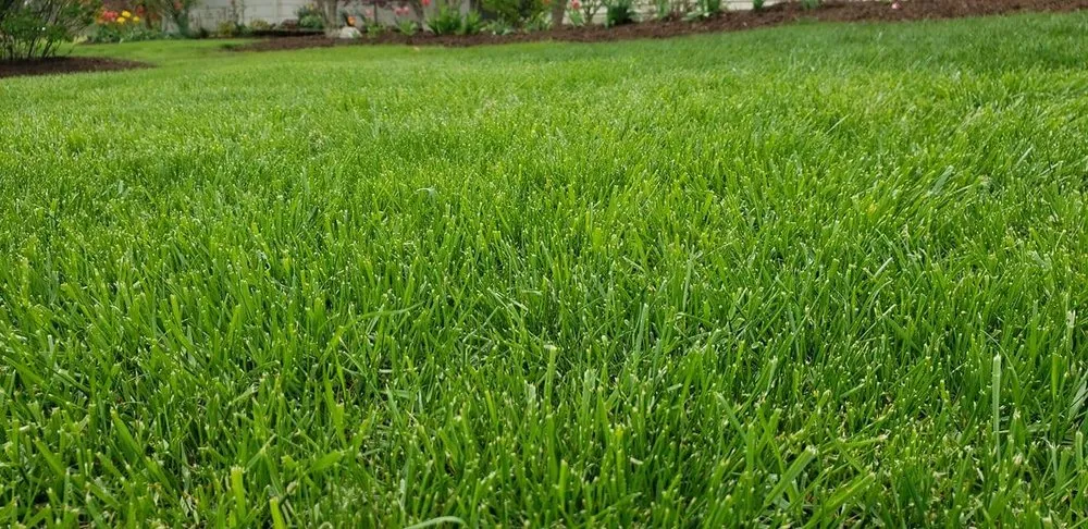 Affordable lawn care service in Palmyra, NY - Absolute Turf, Tree and Property Maintenance