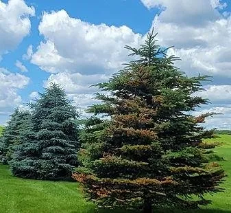 Local lawn mowing service in Palmyra, NY - Absolute Turf, Tree and Property Maintenance
