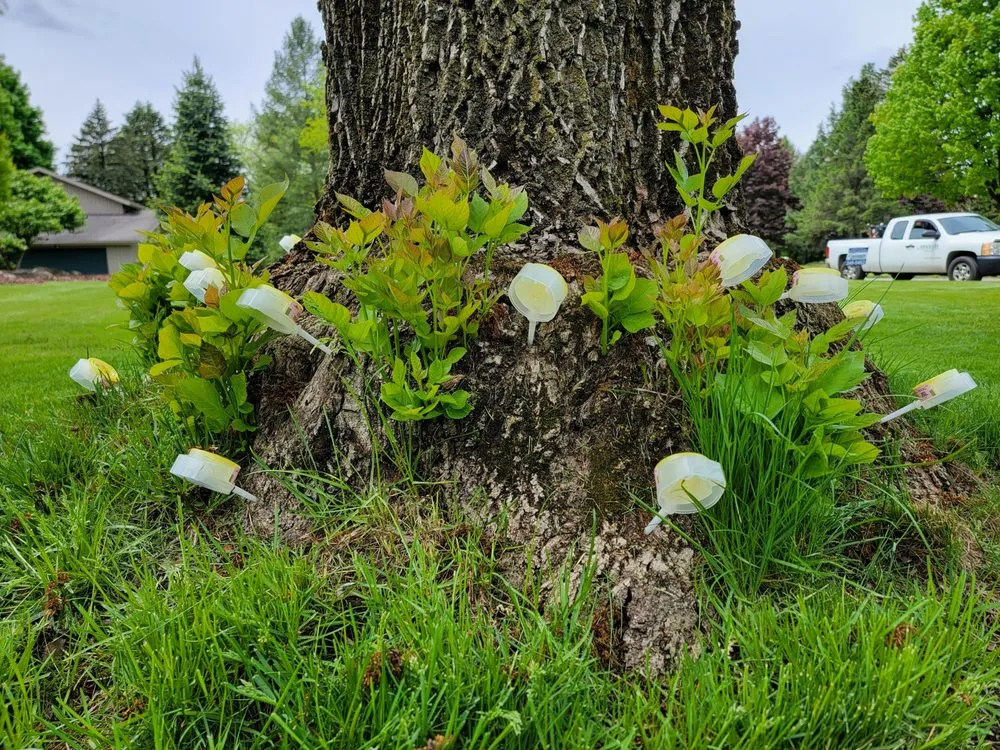 Reliable landscaping services for outdoor upgrades across Palmyra, NY - Absolute Turf, Tree and Property Maintenance