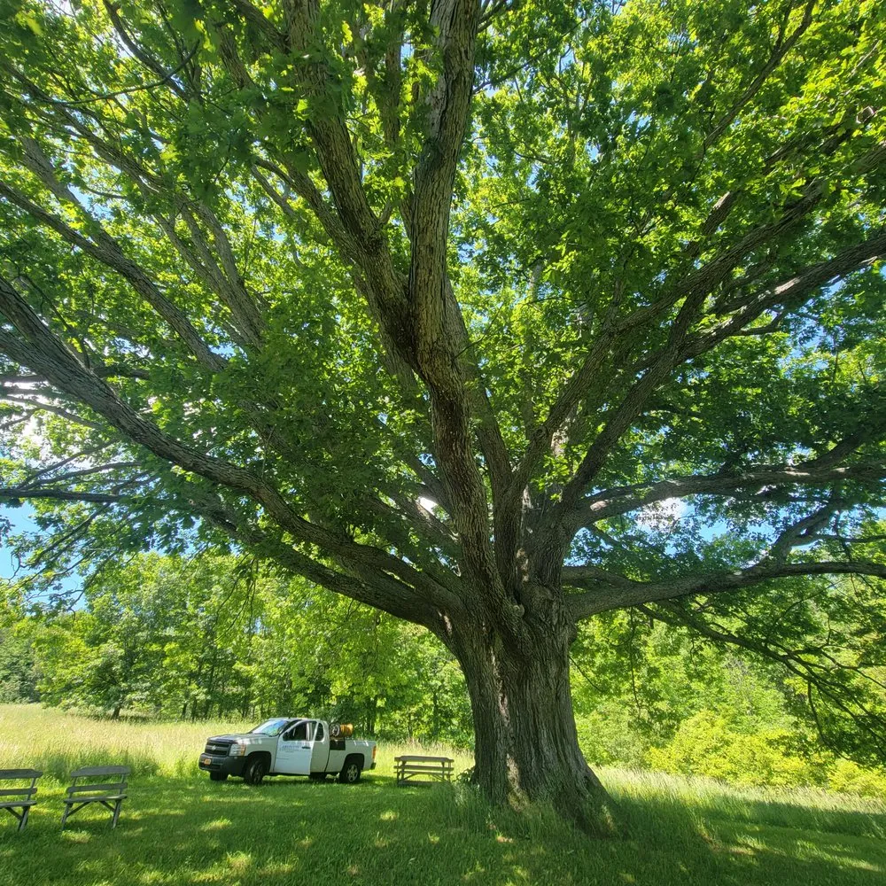 Trusted residential landscaping in Palmyra, NY by Absolute Turf, Tree and Property Maintenance