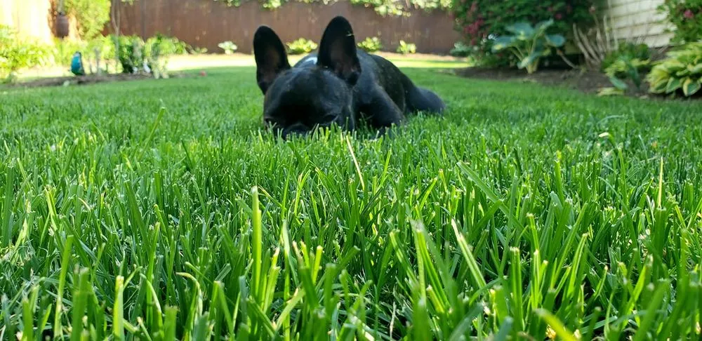 Top-rated lawn mowing service in Palmyra, NY by Absolute Turf, Tree and Property Maintenance