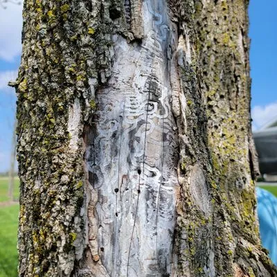 Absolute Turf, Tree and Property Maintenance