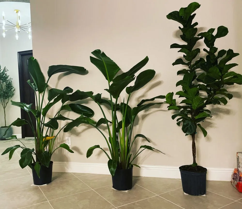 Trusted yard maintenance in Coral Springs, FL - Abuela’s Magic Plants