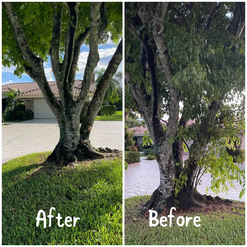 Local residential landscaping in Coral Springs, FL by Abuela’s Magic Plants
