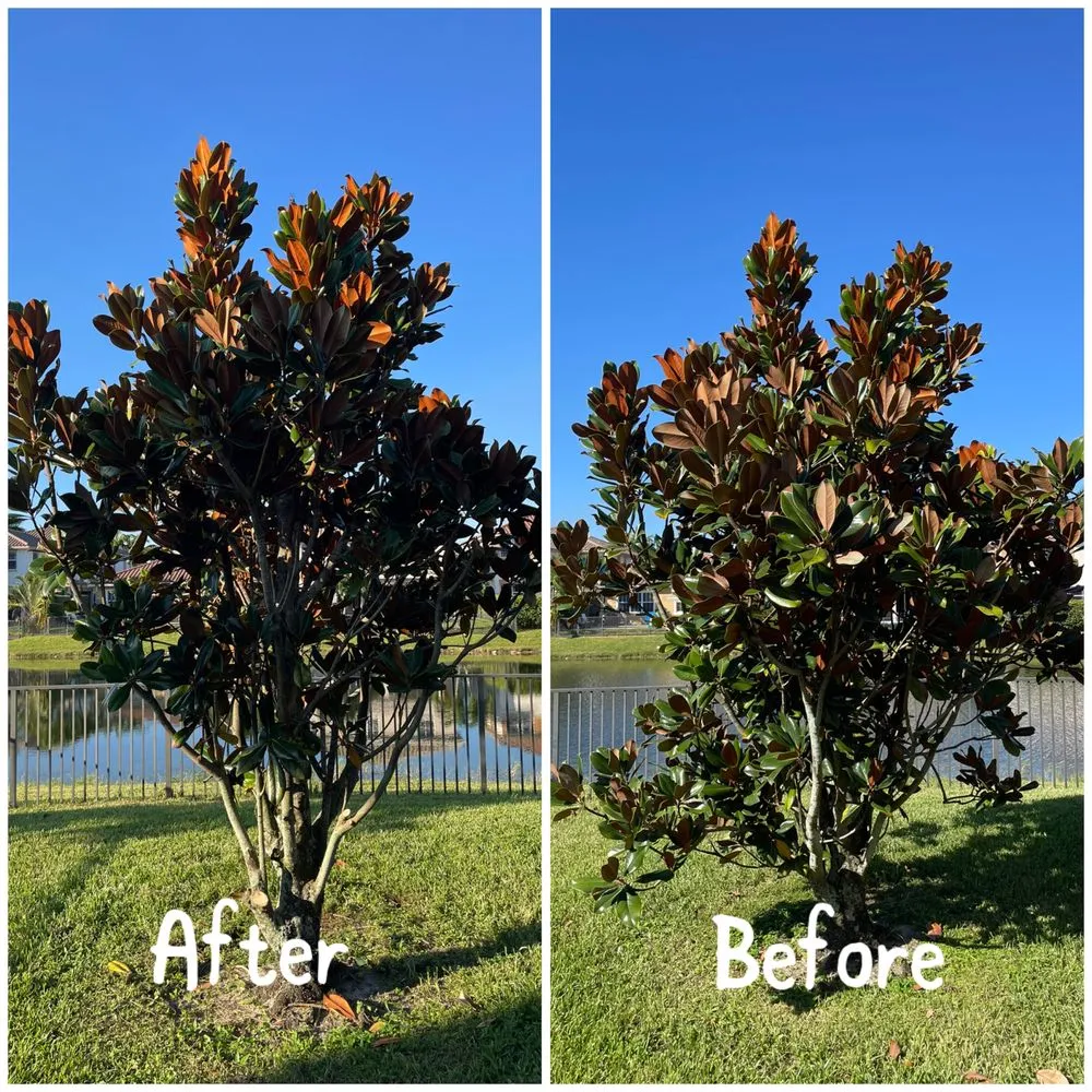 Professional yard cleanup service in Coral Springs, FL - Abuela’s Magic Plants