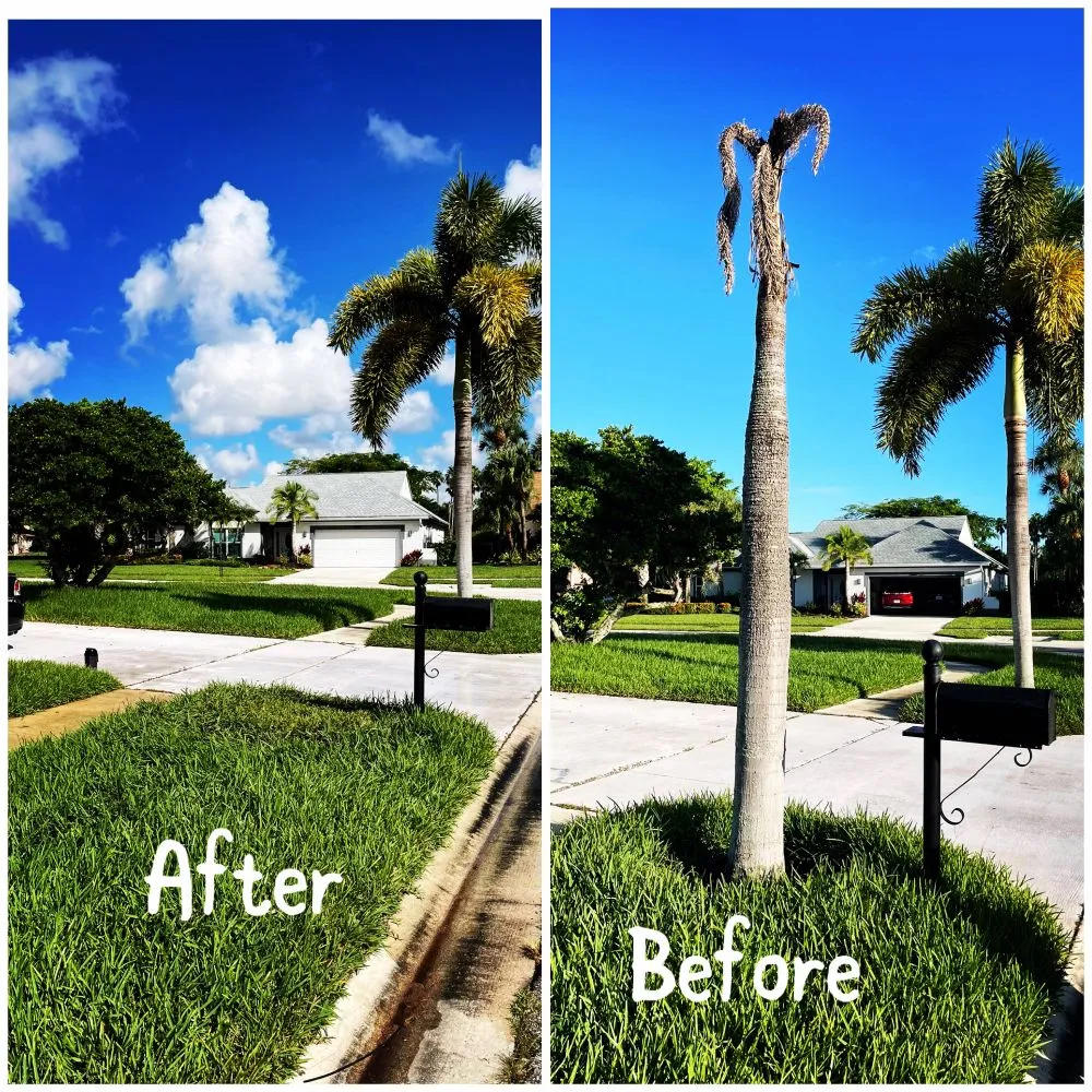 Affordable yard cleanup service for residential properties in Coral Springs, FL by Abuela’s Magic Plants