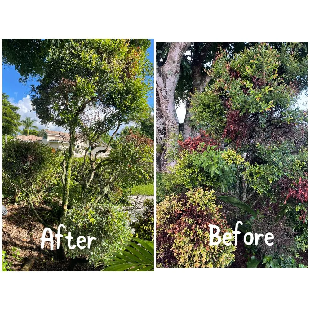 Affordable lawn mowing service in Coral Springs, FL - Abuela’s Magic Plants