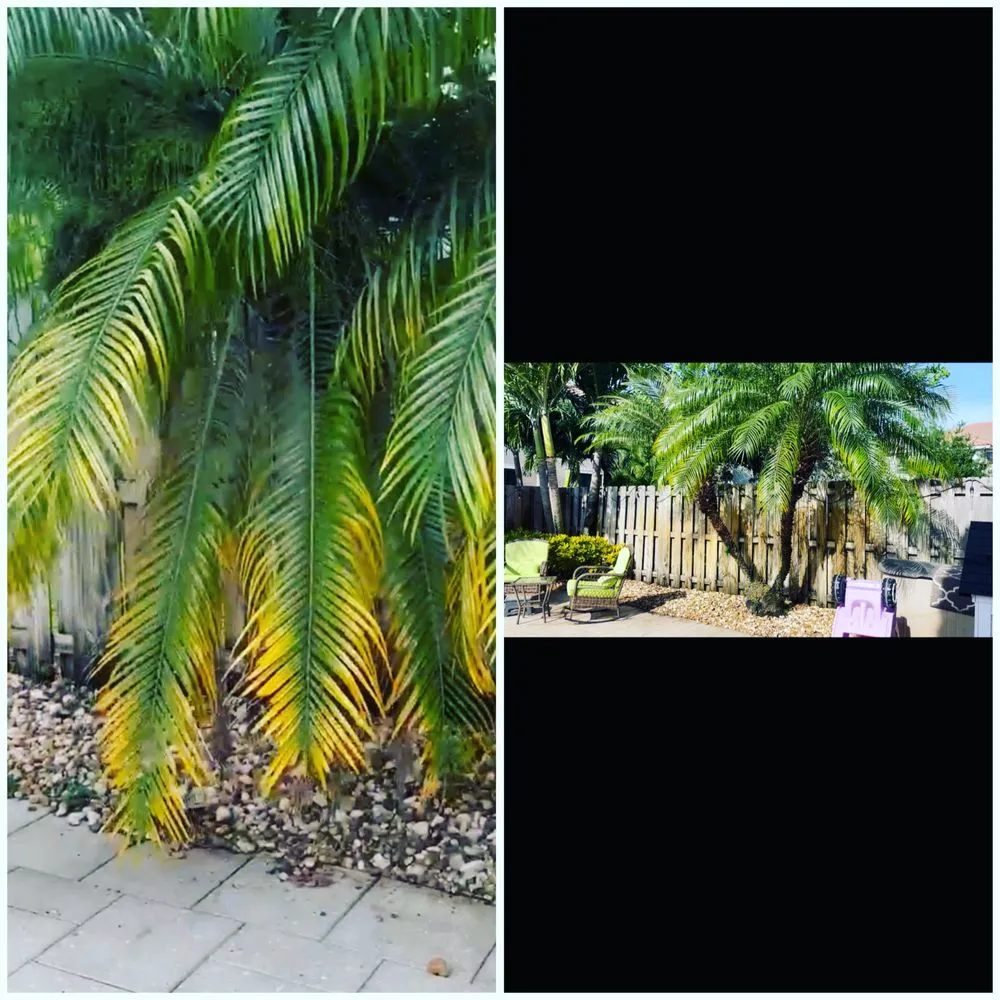 Custom residential landscaping in Coral Springs, FL - Abuela’s Magic Plants
