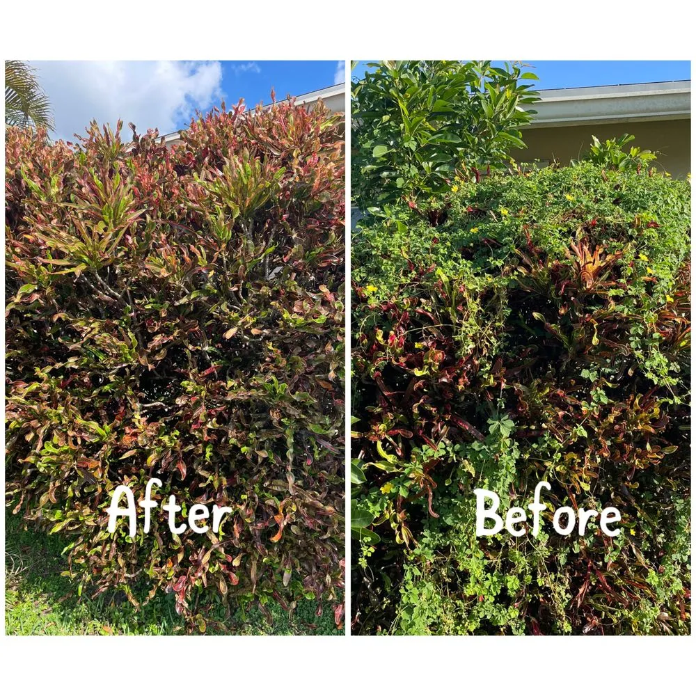 Custom residential landscaping experts serving Coral Springs, FL - Abuela’s Magic Plants