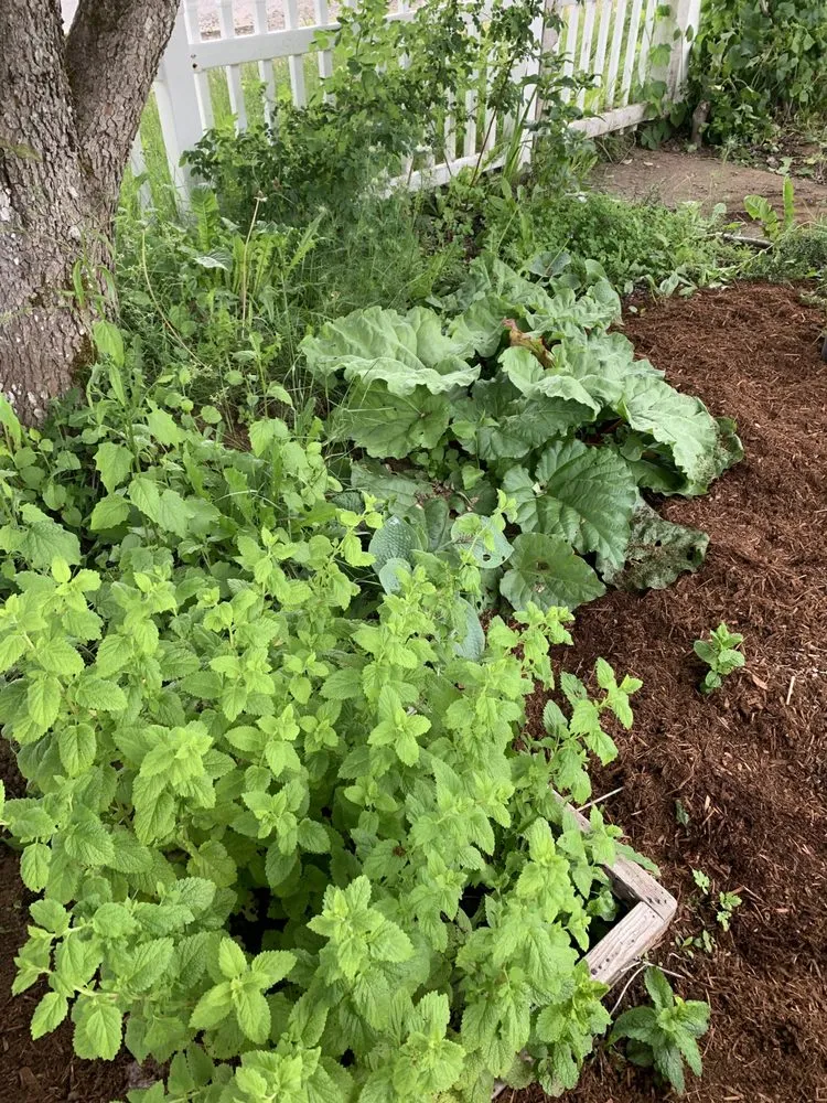 Top-rated yard cleanup service for outdoor upgrades across Tumwater, WA - Abundant Earth Landscapes