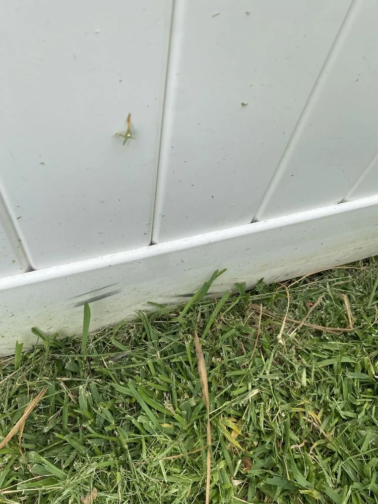 Expert yard cleanup service for outdoor upgrades across St. Petersburg, FL - Abundant Lawn