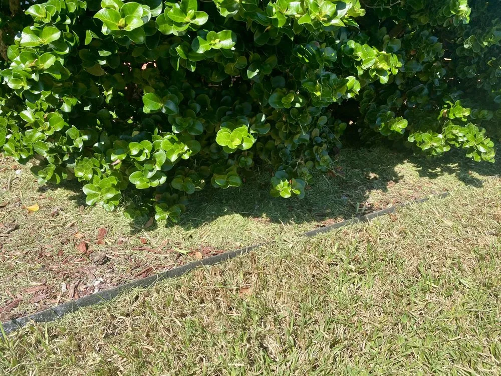 Top-rated garden landscaping in St. Petersburg, FL - Abundant Lawn