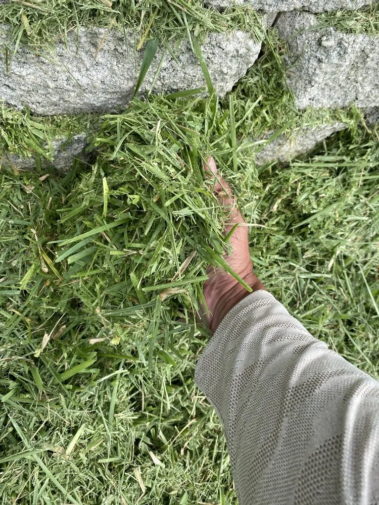 Local landscape installation in St. Petersburg, FL by Abundant Lawn